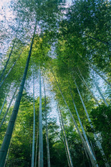 Fototapeta premium dense bamboo forest and rainforest