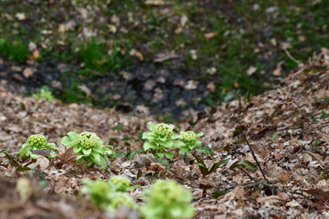 斜面のフキノトウ