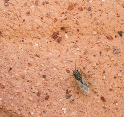 false chinch bug sitting on clay pot texture, macro shot