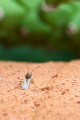 false chinch bug sitting on clay pot texture, macro shot