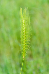 Close up wild wheat head with seed