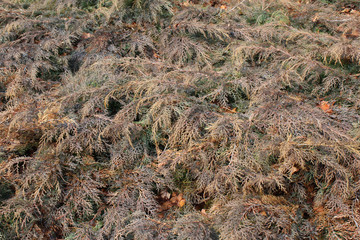 Grey brown cedar background in winter