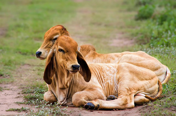 cow Beauty,cow,little cow,little cow half blood ฺBrahman,Red cow brahman