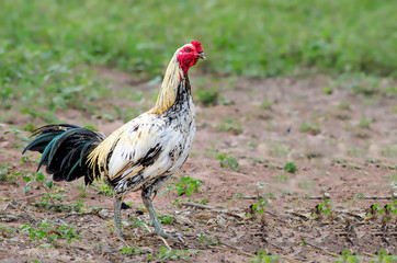 gamecock, chicken, Pet foods, Breeder cocks,poultry