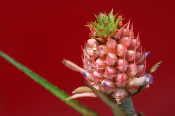 Pink little pineapple in the garden 