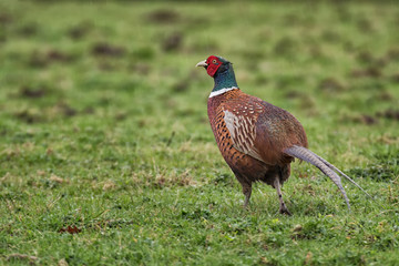 A male cock pheasant isolated in a green field taken in the rain with rain drops visible