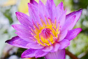 Beautiful purple lotus flower