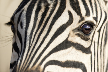 Fototapeta na wymiar Close up of a zebra.