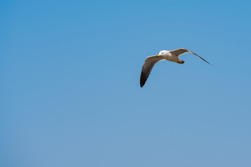 A sea gull flying through the blue sky