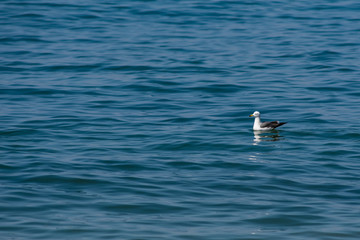 Seagull swims along the deep blue sea on waves