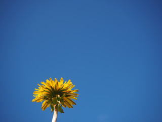 The Dandelion - Low Angle View