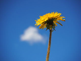 The dandelion and a Piece of Cloud