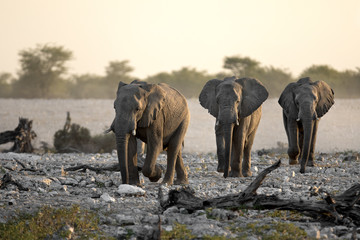 Fototapeta na wymiar Elephants walking in a row.