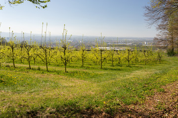 Obraz premium Arbres fruitiers au printemps