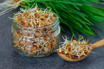 Germinated wheat grains