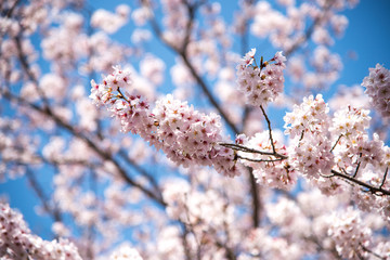 晴天と桜