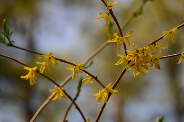 Yellow flowers forsythia European blossomed in the spring