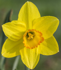 Obraz premium Yellow flower narcissus.