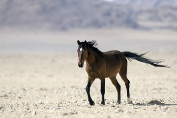 Obraz na płótnie Canvas Wild Namibian Desert Horse.