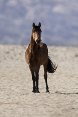 Wild Namibian Desert Horse.