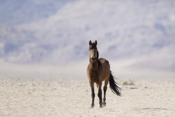 Wild Namibian Desert Horse.
