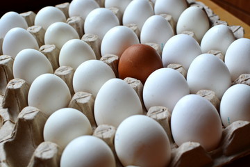 carton of white chicken eggs in neat rows with a single yellow egg in the center at angle view