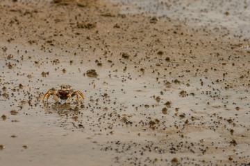 Large beach crab hunting for food.