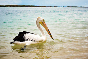 Graceful Pelican