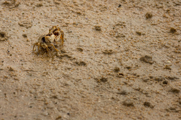 Large beach crab hunting for food.