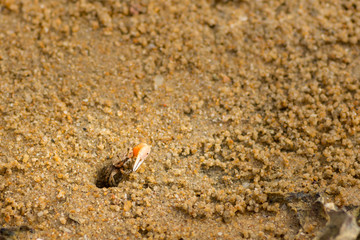Fiddler crab appearing out of its beach hole.