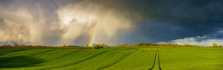 Storm and rainbow over spring field of young cereal