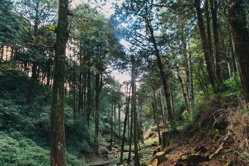  forest in Alishan taiwan,taichung