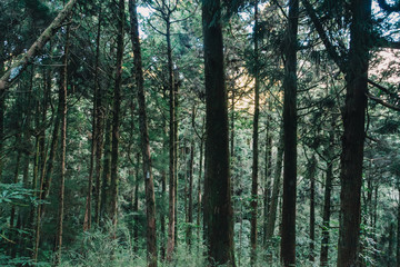 Fototapeta premium forest in Alishan taiwan,taichung