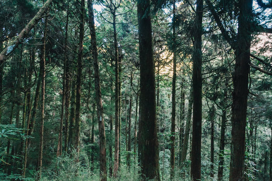  forest in Alishan taiwan,taichung