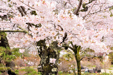 Cherry blossoms in Kyoto Japan