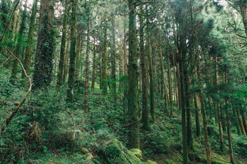 forest in Alishan taiwan,taichung