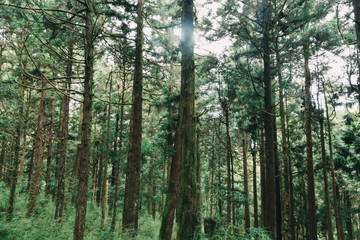 Fototapeta na wymiar forest in Alishan taiwan,taichung