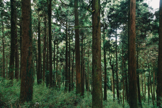 orest in Alishan taiwan,taichung