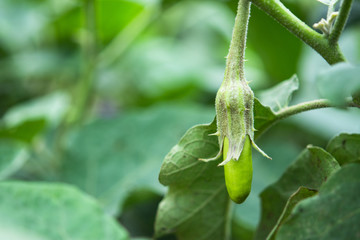 Organic eggplants farm, Healthy food concept.