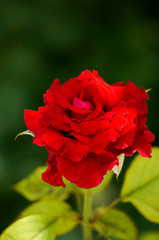 Rose Flower