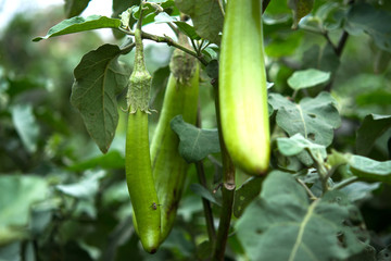 Organic eggplants farm, Healthy food concept.