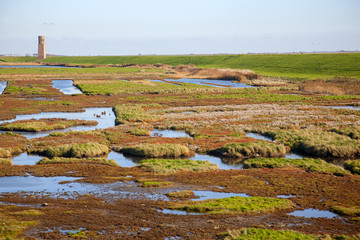 Dutch salt marsh in autumn colors: nature reserve "Koudekerkse Inlage", Oosterschelde NP, Schouwen-Duiveland, Zeeland, Netherlands © roelmeijer