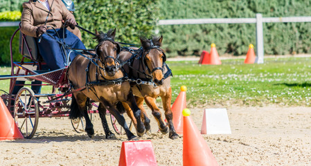 Attelage, dressage, maniabilité.