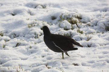 Common moorhen (Gallinula chloropus) in snow