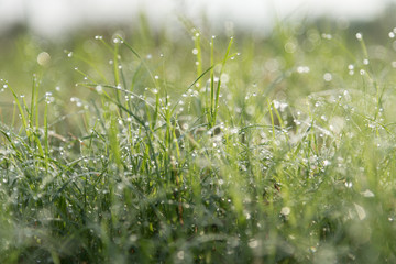 Abstract : Dew on grass in the morning.