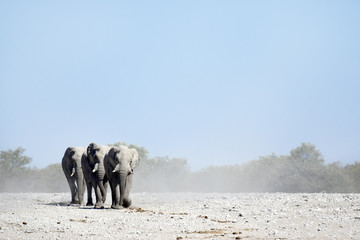 Elephants marching towards a water hole.