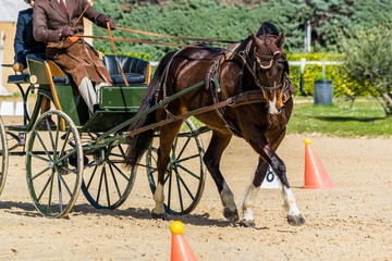 Attelage, dressage, maniabilité.