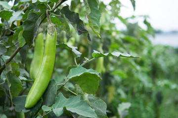 Organic eggplants farm, Healthy food concept.