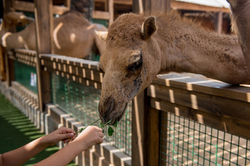 Feeding camel in farm