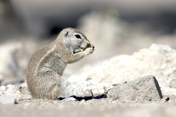 Ground Squirrel.